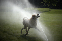 <font size="-3">Dog Sprinkler Head, Golf Course</font>